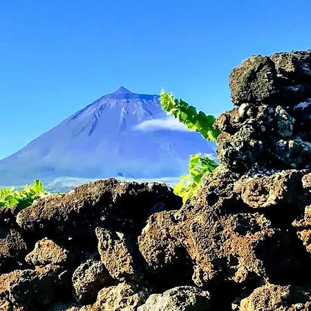 Baco's Vineyard