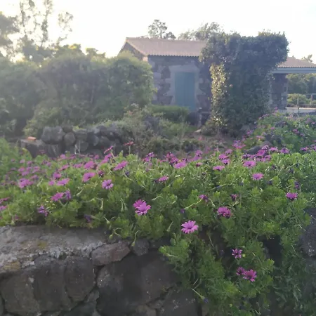 Baco's Vineyard