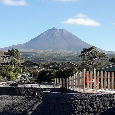 Baco's Vineyard * Lajido